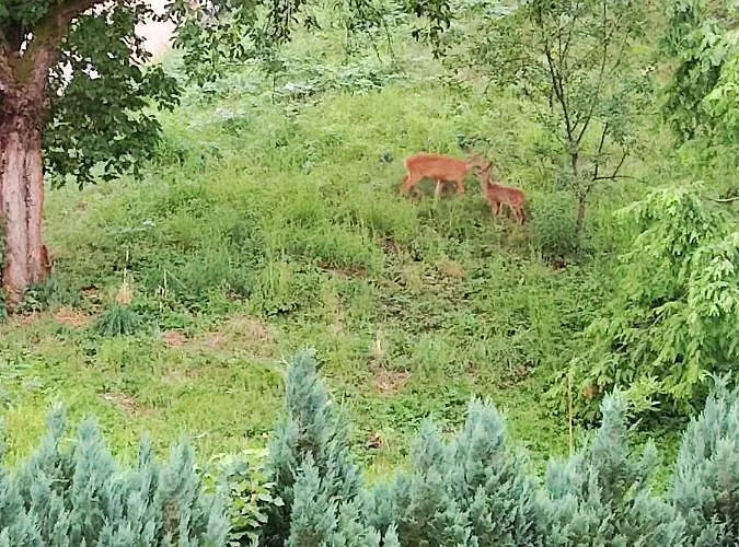 Gaestezimmer Am Malerweg * Pirna